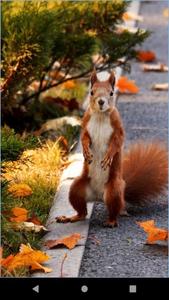Squirrel rodent wallpaper